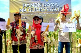 Bupati Gowa Harap Produksi Jagung Terus Meningkat