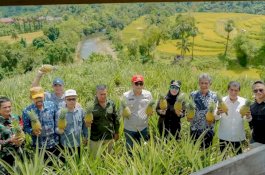 Bupati-Wabup Barru Panen Raya Nenas Di Desa Jangan-Jangan