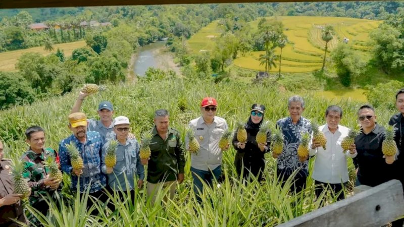 Bupati-Wabup Barru Panen Raya Nenas Di Desa Jangan-Jangan