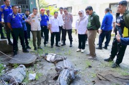 Bupati Barru Serahkan Penanganan Buaya ke Balai Konsevasi SDA Sulsel