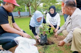 Bupati Barru Perbanyak Tanam Pohon Aju Berru di Alun-Alun