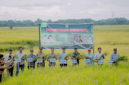 Wabup Barru Panen Padi Bareng Petani di Desa Balusu