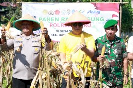 Wabup Panen Raya Jagung di Desa Siawung