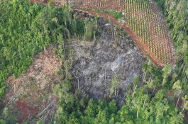 Terduga Pelaku Pembalakan Liar di Lutim Diamankan Balai Gakkum