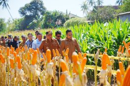 Wabup Darmawangsyah Dorong Inovasi Tingkatkan Produksi Jagung di Gowa