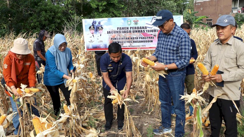 Kolaborasi Pertanian Unhas-Parepare: Panen Perdana Jadi Langkah Awal Kesejahteraan Petani