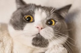 10 Cara Merawat Kucing agar Sehat dan Aktif Sepanjang Hari