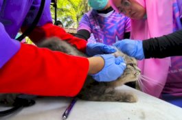Hari Rabies Sedunia, BBVet dan Pemda Maros Gelar Pemeriksaan Hewan Gratis