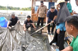 Perkuat Ketahanan Pangan, Wali Kota Munafri Ikut Panen Ikan di Keramba Warga Maccini Sombala