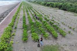 CSR Suzuki Indonesia 2025: Edukasi 5.974 Pelajar, Konservasi Mangrove 89% Survival Rate hingga Aksi Global Clean Up