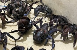 Karantina Sulsel Berhasil Amankan Kepiting Kenari di Pelabuhan Soekarno-Hatta Makassar