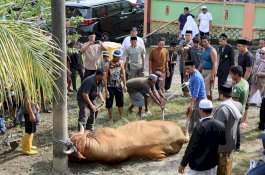 Warga Parepare Dapat Bantuan Sapi Kurban Presiden Prabowo Berbobot 833 Kg, Diserahkan Langsung Wali Kota