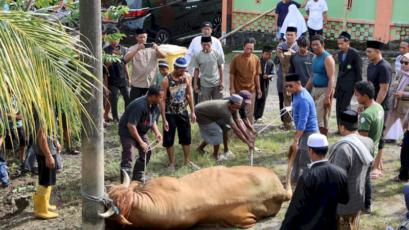 Warga Parepare Dapat Bantuan Sapi Kurban Presiden Prabowo Berbobot 833 Kg, Diserahkan Langsung Wali Kota