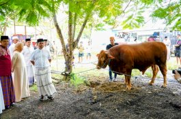 Warga Wajo Terima Sapi Kurban Presiden Prabowo, Bupati Andi Rosman Beri Apresiasi Tinggi