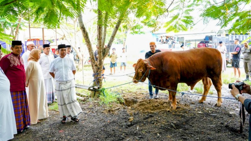 Warga Wajo Terima Sapi Kurban Presiden Prabowo, Bupati Andi Rosman Beri Apresiasi Tinggi