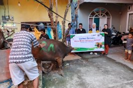 Wujud Kepedulian Sesama, Asmo Sulsel Salurkan Bantuan Hewan Kurban Sapi di Momentum Idul Adha 1447 H