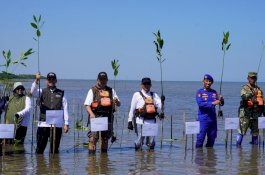Kalla Translog Perkuat Komitmen ESG, Rehabilitasi Pesisir Lewat Penanaman 31.000 Bibit Mangrove di Pangkep