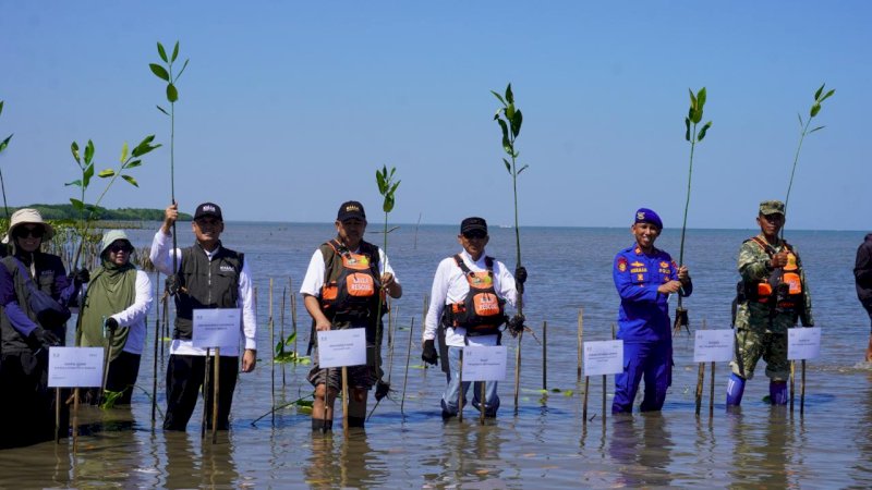 Kalla Translog melalui program Aksi Mangrove Lestari menanam 31.000 bibit mangrove di kawasan konservasi Hutan Mangrove Pesisir Tekkolabbua, Kabupaten Pangkajene dan Kepulauan (Pangkep), Sabtu (25/7/2026).