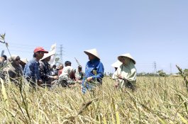 Appi dan Kadis DP2 Kota Makassar Panen Padi di Barombong