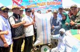 Panen Raya di Tengah Kemarau, Bupati Wajo Apresiasi Para “Pejuang Pertanian” Desa Sappa