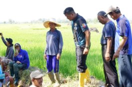 Hadapi El Nino, Bupati Bantaeng Bersihkan Irigasi Bersama Petani