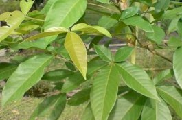 Lawan Virus Corona Dengan Tingkatkan Imun Melalui Daun Laban