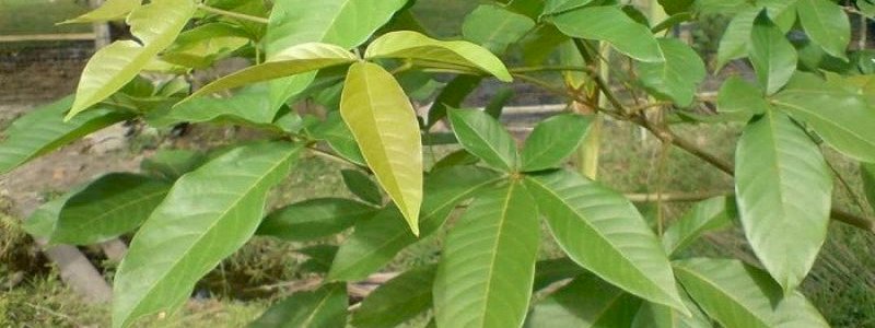 Lawan Virus Corona Dengan Tingkatkan Imun Melalui Daun Laban