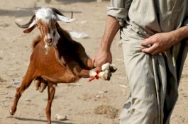 Pemiliknya Lari Terbirit-birit, Polisi: Kambing Ditangkap Gara-Gara Tidak Kenakan Masker