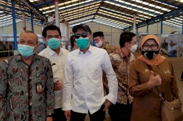 Ekspor Melejit, Komisi IV DPR RI Dukung Kementan Kembangkan Porang