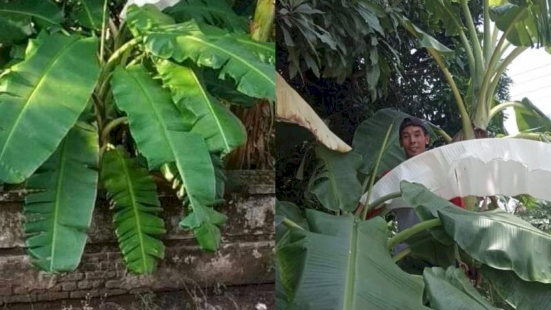 Viral daun pisanhg berwarna putih mirip kain kafan (instagram/viralterkini99)