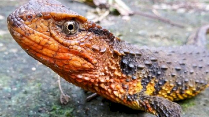 Gambar Hewan Yang Ada Di Asia Tenggara – serat