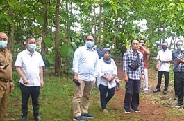 Penuhi Permintaan Industri, Kementan Dorong Investasi Jagung Rendah Aflatoksin di Gunung Kidul
