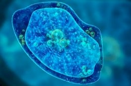 Remaja Tewas saat Berenang dan Menelan Air Mengandung Ameba Pemakan Otak