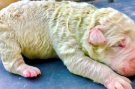 Langka, Seekor Anjing Lahir Berbulu Hijau