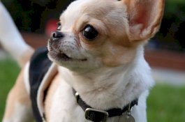 Anjing Ini Selamatkan Kakek Veteran AL yang Terkena Stroke di Rumah Perahu