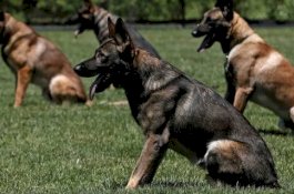 Akurasinya Hingga 92%, Begini Cara Kerja Anjing Deteksi Pasien Corona