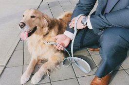 Anjing Peliharaan di Negara Ini Harus Diajak Jalan 2 Kali Sehari