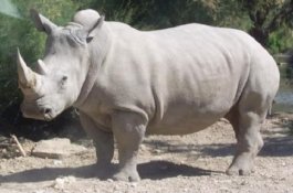 Selamatkan Spesies Badak, Ilmuwan Gunakan Teknik In-Vitro