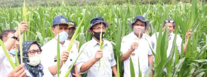 Barru Siap Sukseskan Program Kemandirian Benih Padi