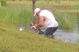 Aksi Heroik Kakek 74 Tahun Bergulat dengan Aligator untuk Selamatkan Anjing