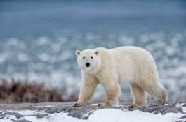 Beruang Polar Serang Area Kamping, 1 Tewas