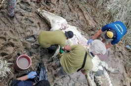 Cari Siput di Tepi Sungai, Bocah 14 Tahun Meninggal Dalam Perut Buaya Raksasa