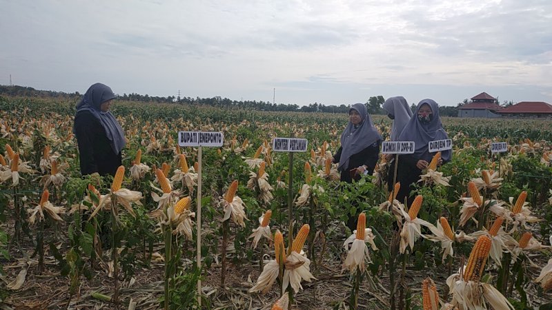 Lokasi panen raya jagung hibrida di Jeneponto, Sulawesi Selatan.