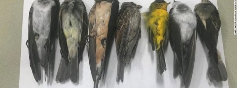 Fenomena Langka, Jutaan Burung Mati Berjatuhan dari Langit