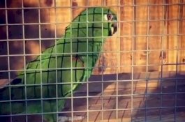 Burung Nuri Ini Bisa Bernyanyi ala Beyonce, Lady Gaga, hingga Katy Perry