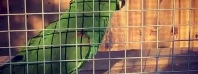 Burung Nuri Ini Bisa Bernyanyi ala Beyonce, Lady Gaga, hingga Katy Perry