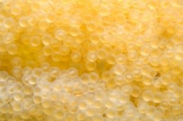 Ini Kaviar, Cemilan Sultan yang Harganya Rp1,6 Miliar per Kaleng