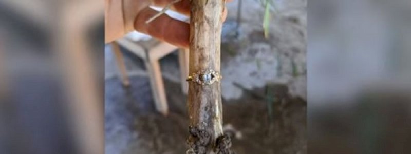 Ajaib, Cincin yang Hilang Ditemukan Melingkar di Batang Bawang Putih Berbulan-bulan Kemudian