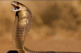 Sembuh dari Covid-19 dan Malaria, Pria Ini Juga Selamat dari Gigitan Ular Kobra