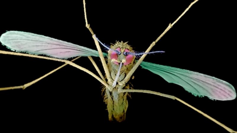 SCIENCE PHOTO LIBRARY Via BBC